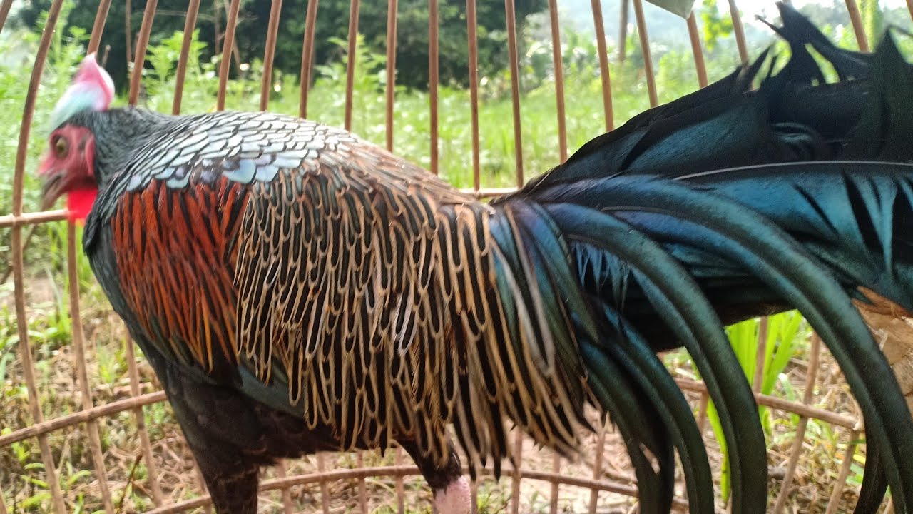 Suasana Di Kandang Ayam Hutan Hijau Pak TUA Di Pagi Hari 