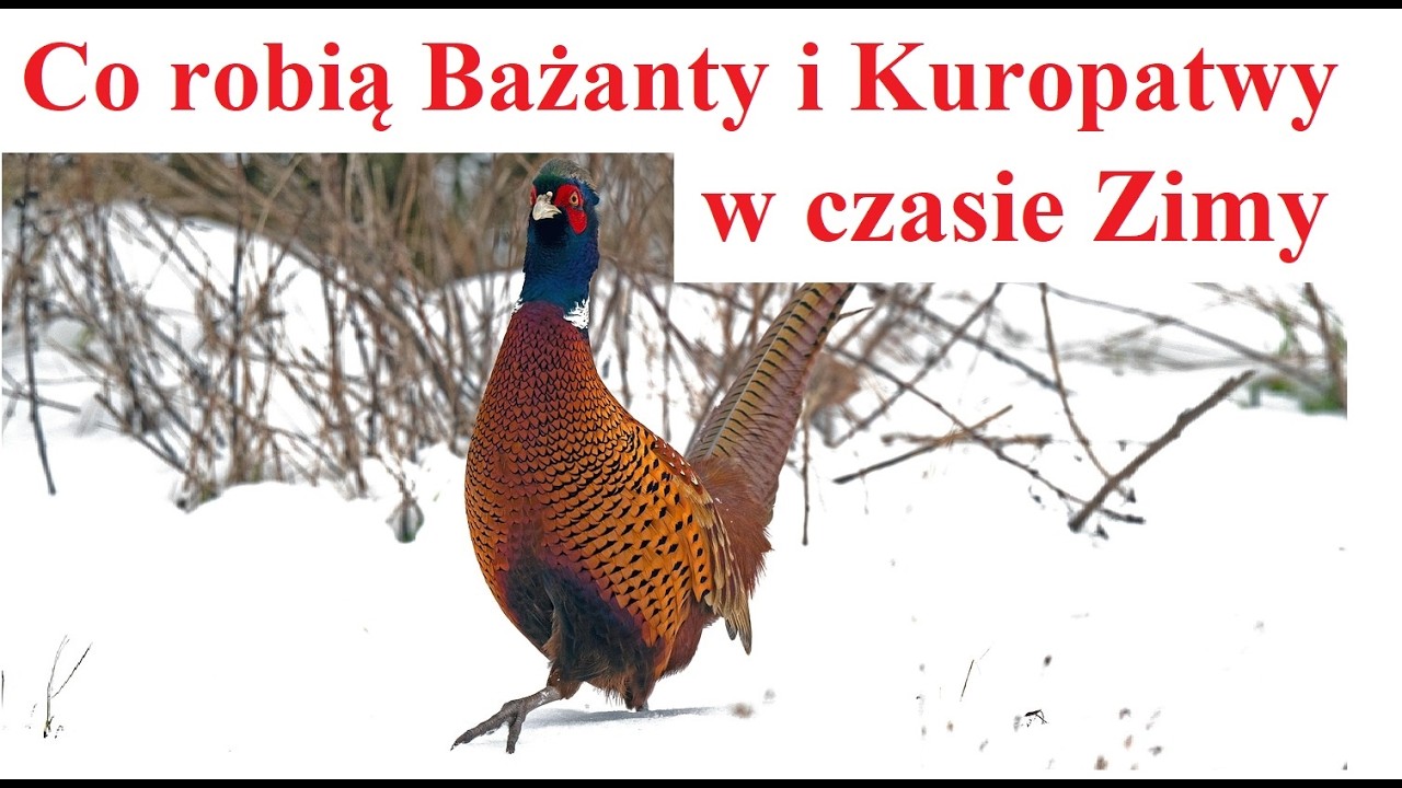 Co robią Bażanty i Kuropatwy w czasie Zimy