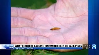 What’s trending on woodtv.com, July 17, 2023