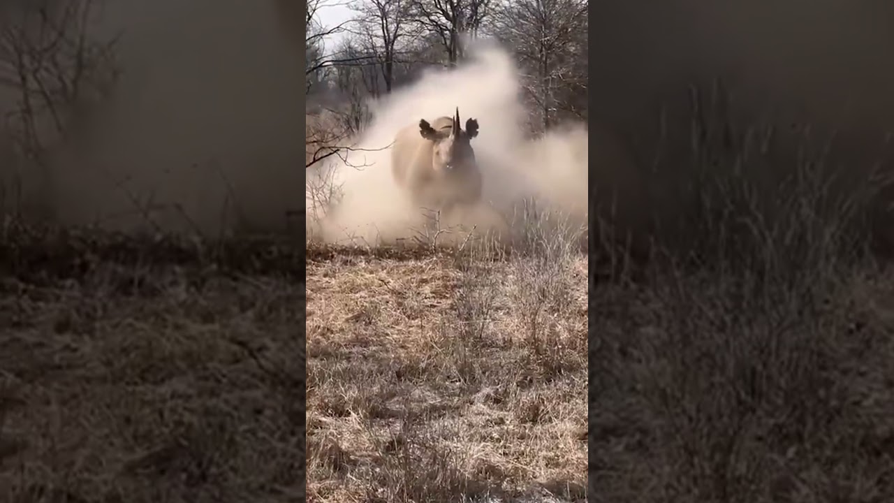 Baby Rhinoceros: Cute to Fierce