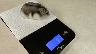 What is Chubby's weight? Dwarf Hamster Weight