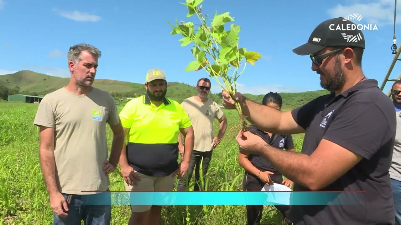 La culture du soja à l'essai sur le territoire