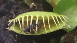 Predator plant devours a fly / Растение-хищник сжирает муху(Видео с плотоядным растением Венерина мухоловка, которое питается (ест) насекомыми / Video with a carnivorous plant Venus..., 2013-04-12T06:25:08.000Z)