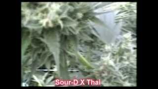 How To Grow Marijuana. Marijuana Harvest 2012 Part 1 Of 3