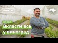 Вкласти все у виноград  · Ukraїner