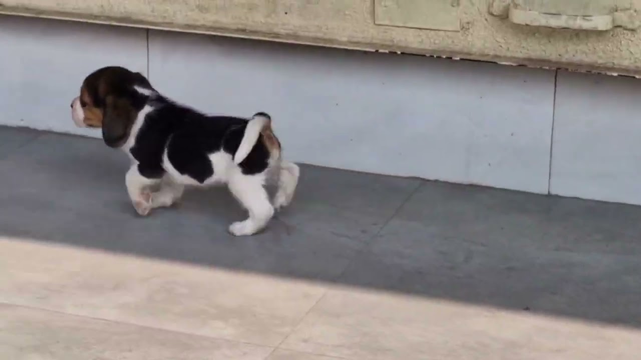 Beagle Amravati Maharashtra 