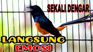Pancingan Murai Batu Gacor Sekali Dengar Ampuh Bikin Murai Apapun Langsung Emosi