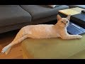 A Cat that Fetches like a Dog: Bronson the Australian Mist