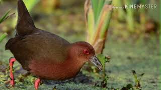 Tiếng chim Ti nỉ. Mắt đỏ. Ốc cao. Đánh đêm tháng 3.4