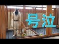 号泣!柴犬まめの切なすぎるお留守番