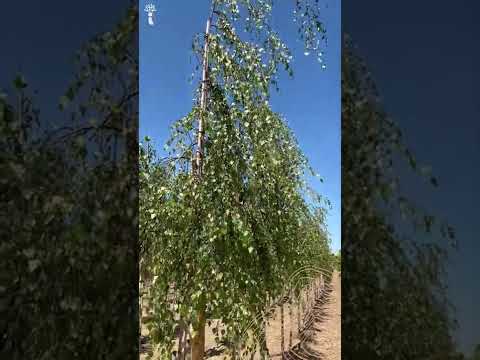 Video: Er Betula pendula stedsegrøn?