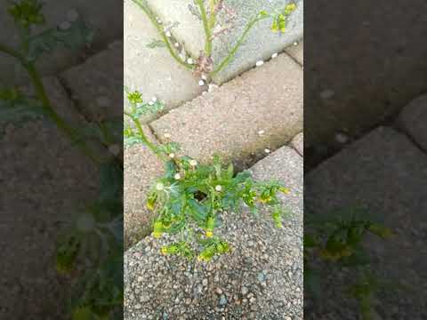 تصویری: گیاه خاکی مشترک (Senecio Vulgaris) - گیاه حیاتی