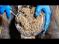 Extreme Maggot Infestation Treatment in Animal Hoof