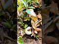 Ein Pilz, den man wie Obst isst?Aufgeblasene Früchte?#Wildobst#BushcraftSnack#EssbareNatur#wissen