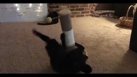 Cute Black Cat Scratching The Scratching Post!