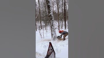 CUTTING a beautiful hard maple! 🪓 #tree #chainsaw #logging
