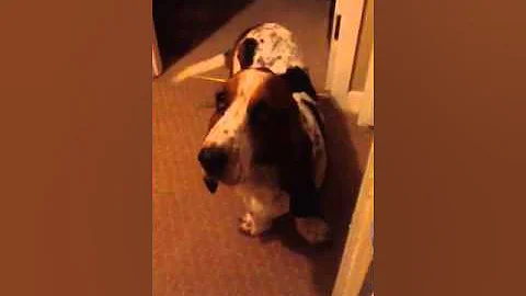 Crazy Bassett