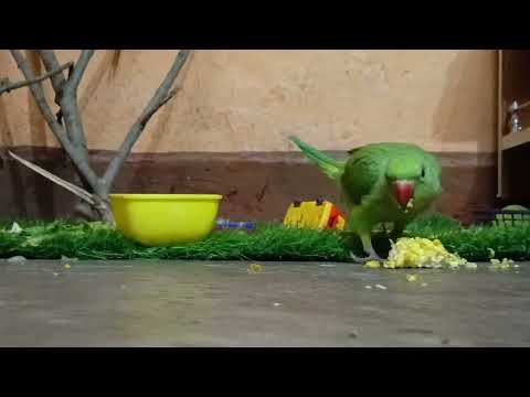 Mera mitthu ka real awaaz sound talking #trending #parrot #viralvideo #newvideo #youtubeshorts #new🦜