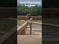 Service dog finds lost phone at construction site. #belgianmalinois #fyp #servicedog #construction