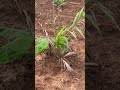 మొక్కలకి వచ్చే "Transplant Shock" అంటే ఏంటి? 🌴⚠️ Oil Palm Growth Hacks! #Shorts #oilpalmtelugu