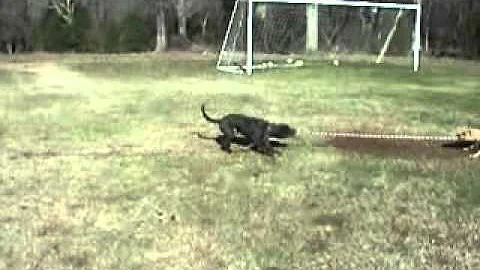 Tom Garner Kennels Tugging Contest: Bobby Peru vs ...