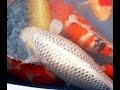 錦鯉/97cm モンスター池上げ/仙助 Pond Harvest 97cm Big Koi