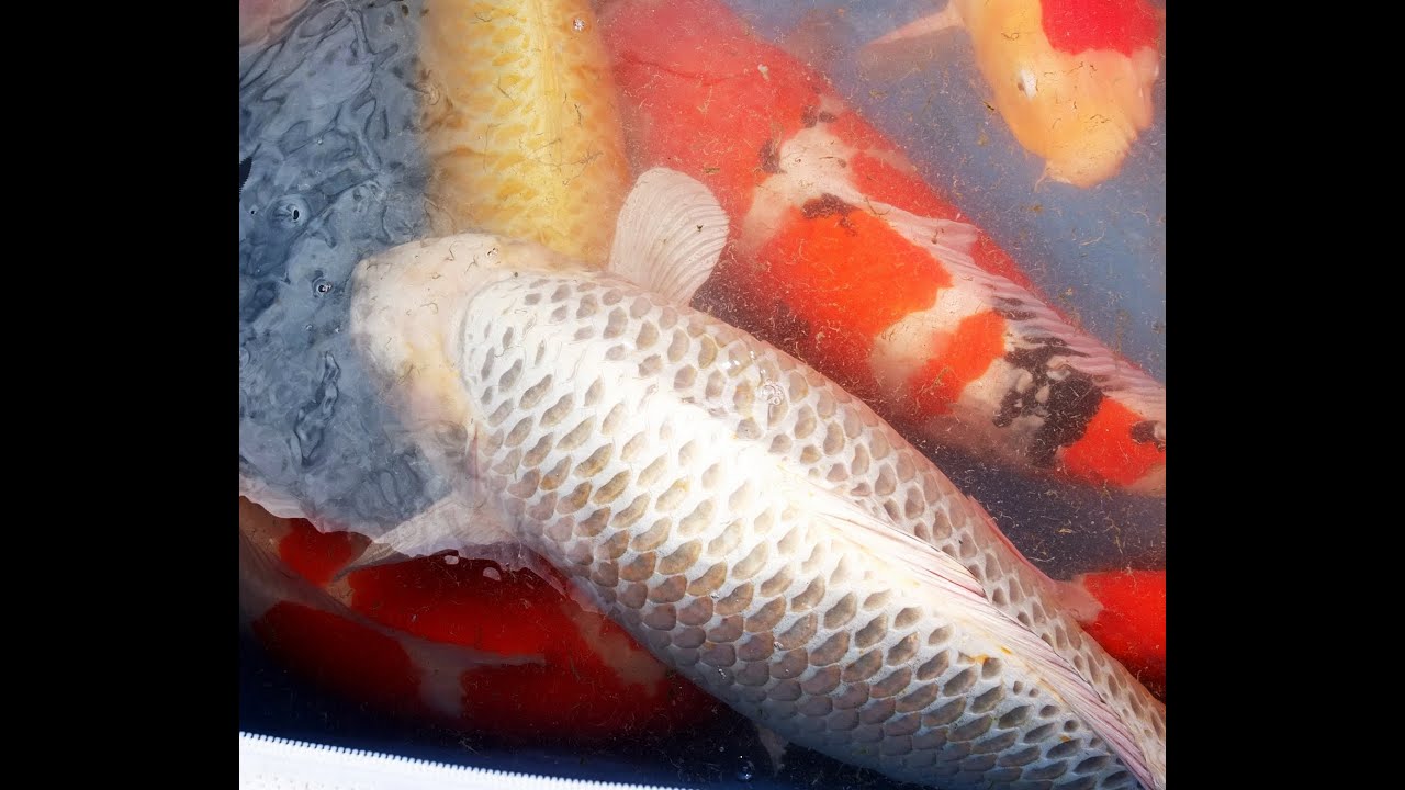 錦鯉/97cm モンスター池上げ/仙助　Pond Harvest　97cm　Big Koi