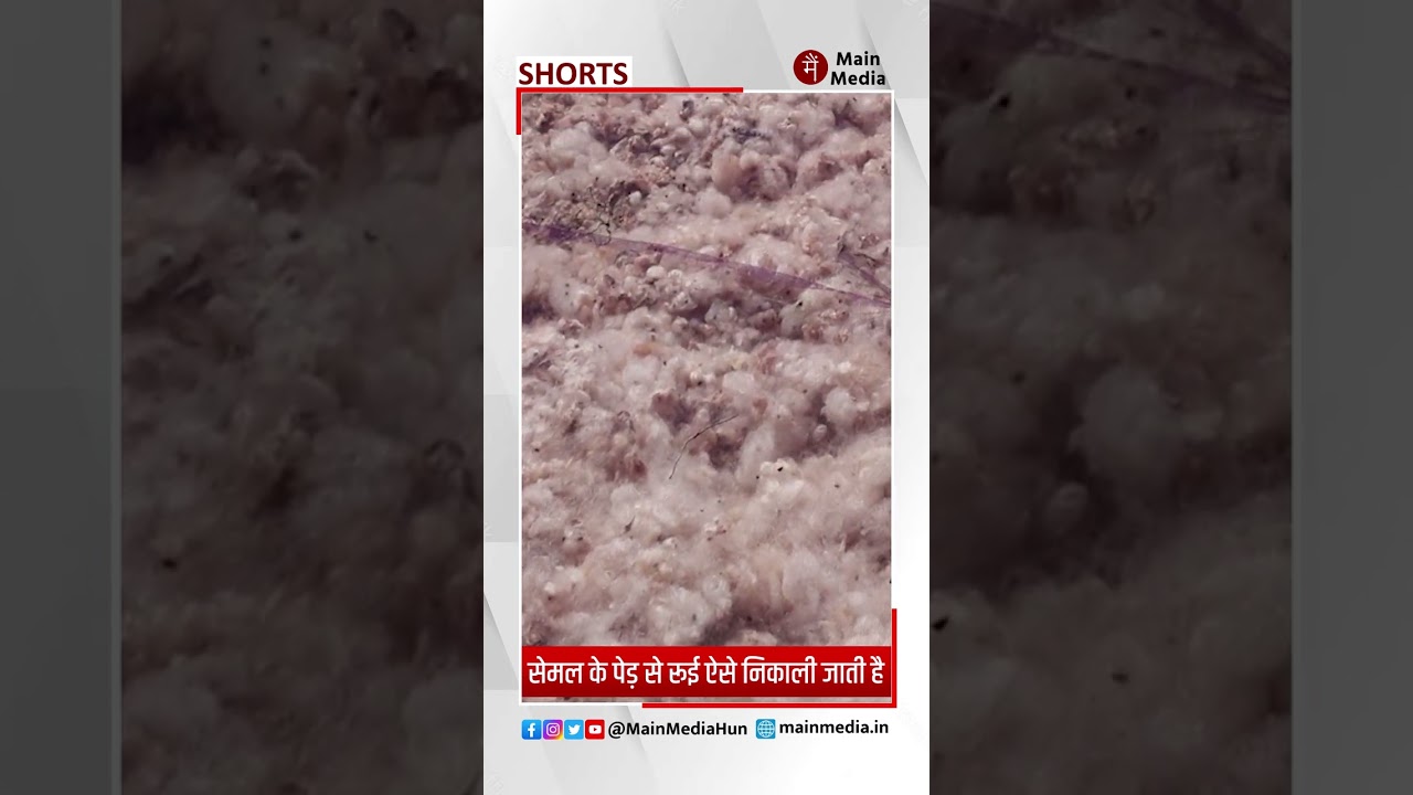 सेमल के पेड़ से रूई ऐसे निकाली जाती है #cotton #cottonwool #SemalCotton #Bombax #Mattress