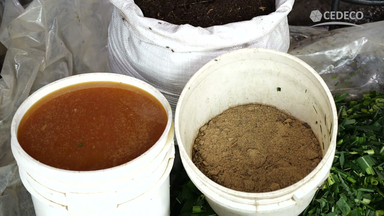 REVISION / 004 PASTO FERMENTADO