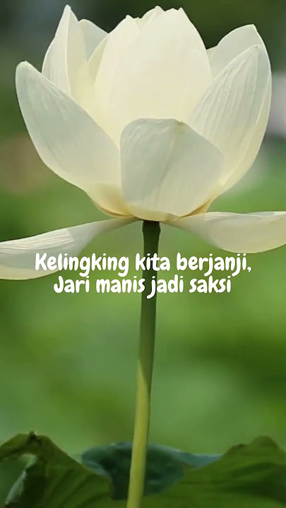 Rapsodi #shortsmotivation #shorts #indonesia #jkt48 #tiktok