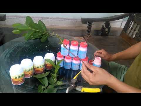 Video Keo liền sẹo cây và cách sử dụng - A Thiện 0377841339 - youtube