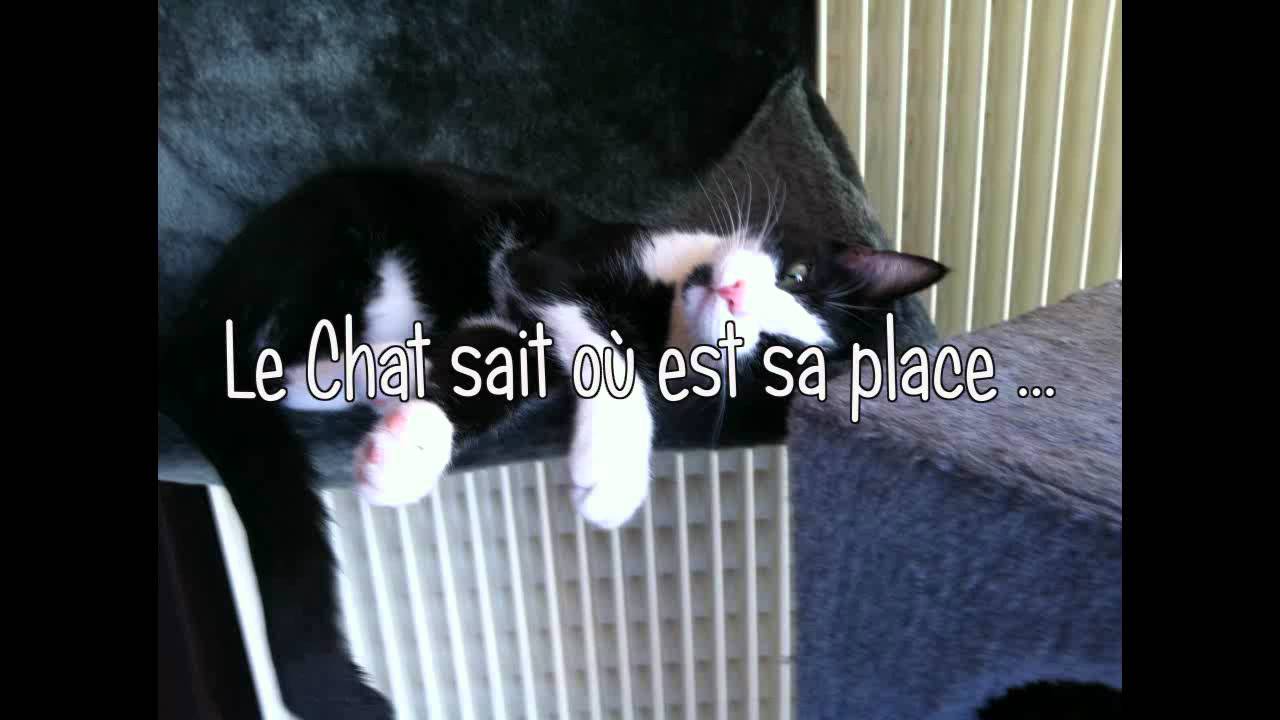 Le Chat - YouTube