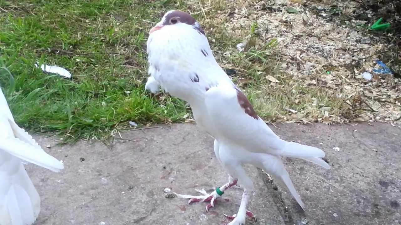 brunner pouter pigeon YouTube