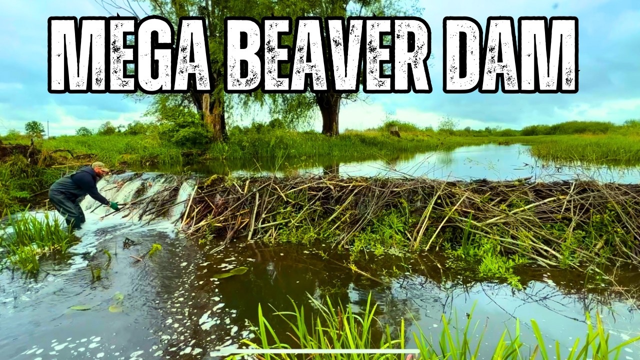 Самая большая бобровая плотина, которую я когда-либо разрушал — рекорд канала!