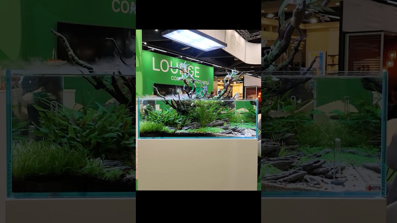 Is this the Best Shallow Aquarium of 2026?