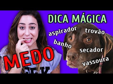 Vídeo: 8 dicas para ajudar seu cão a vencer seus medos