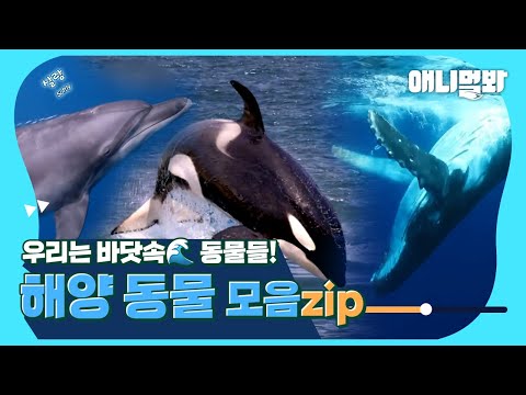＂나는 바닷속에 <strong>산다</strong>＂ 바닷속 동물 <strong>모음</strong>