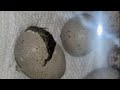 Hatching Quail!! 6/18/2026