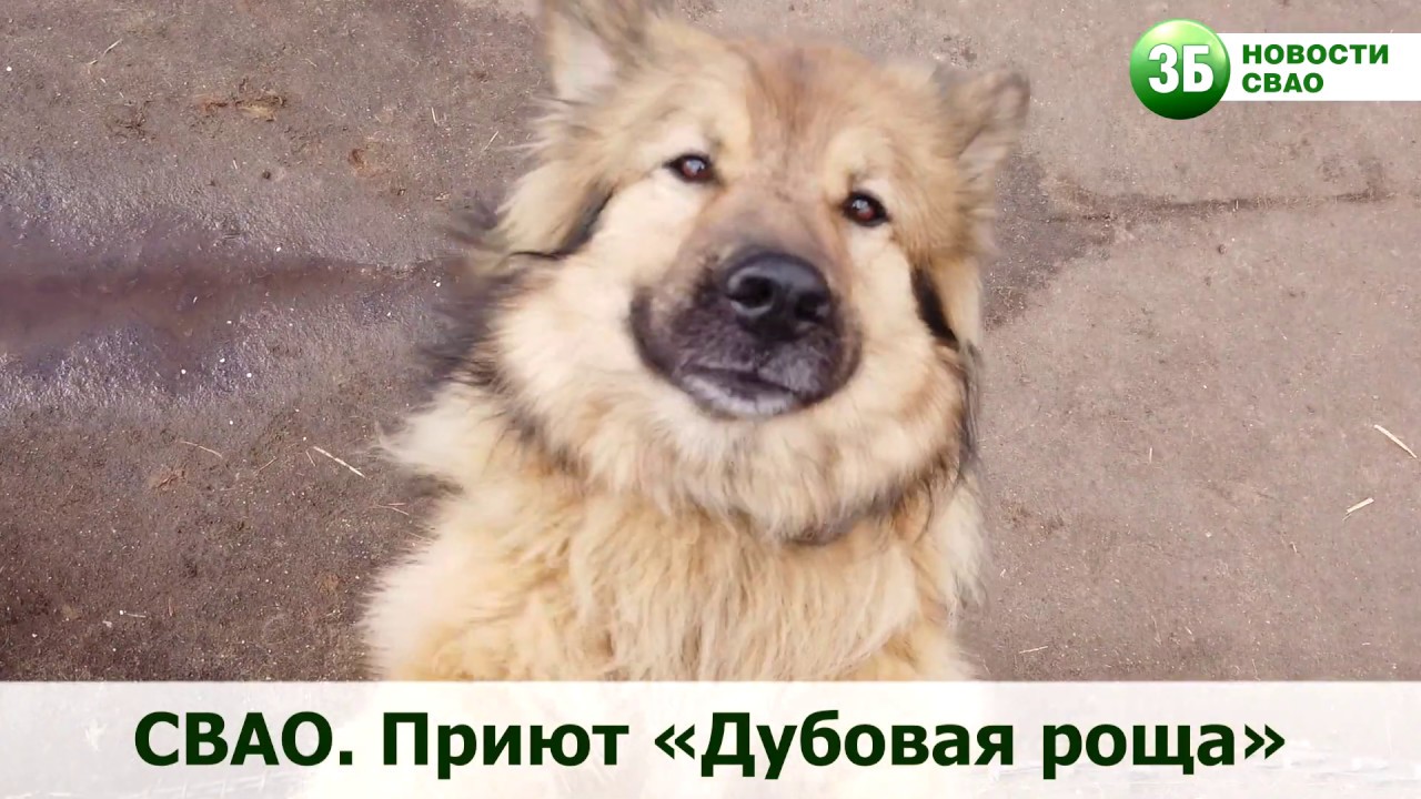 Кормят, поят и выгуливают: как живётся приюту «Дубовая роща» без ...