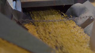 AgweekTV: Sure Flex Hybrids