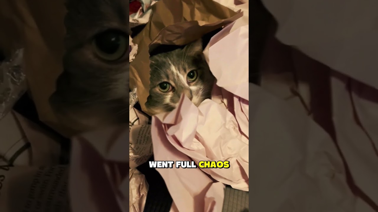 My Cat Hid in Paper Pile 📄🐈