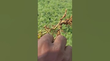 Soil Testing kiun Jaruri Hay Why soil testing is necessary #agro #soiltesting