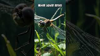 하늘 사냥꾼 잠자리 이야기 #shorts #자연생물 #곤충 #곤충키우기 #상식 #이야기