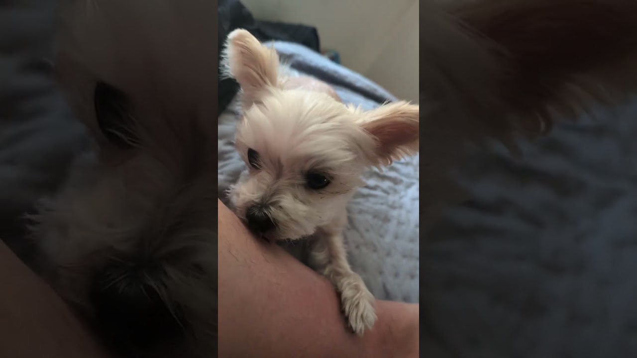 10 minutes of potato dog lick | dog lick ASMR