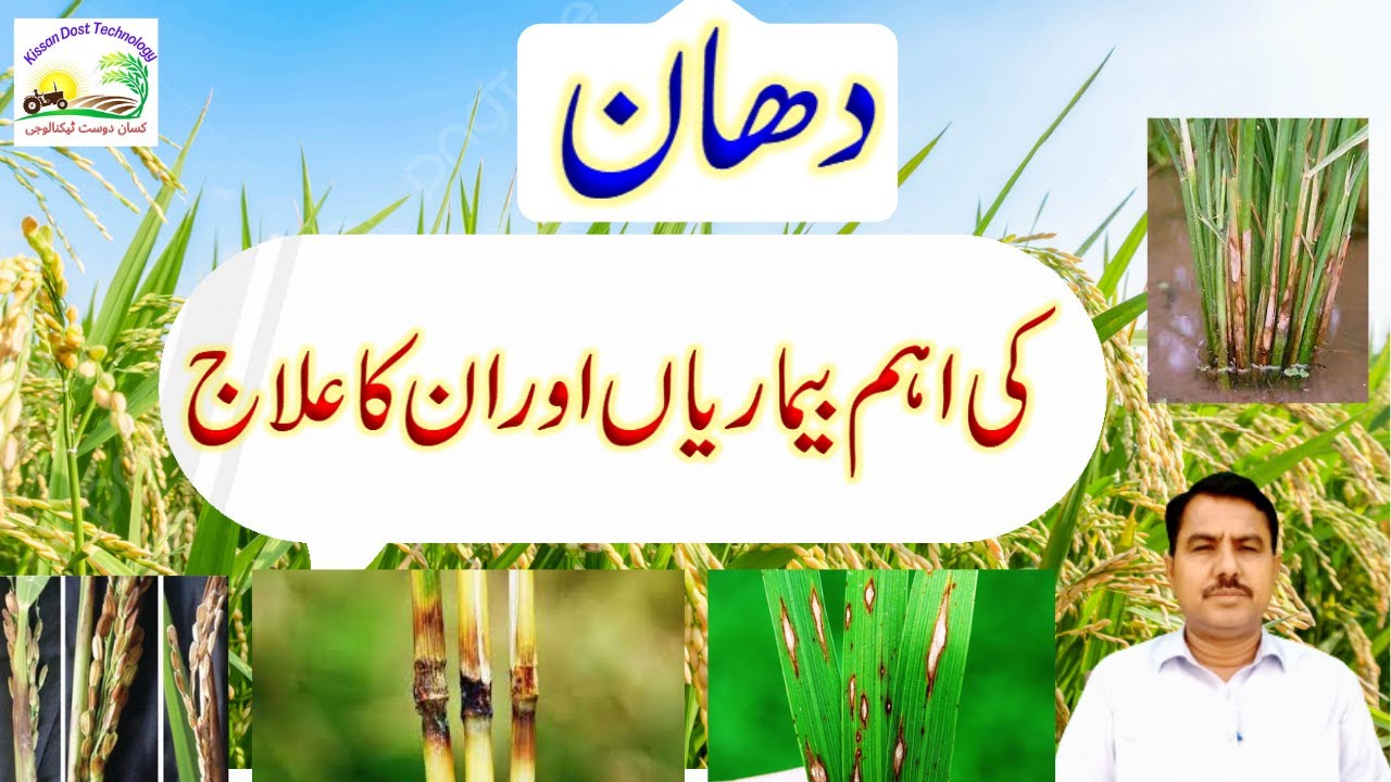 Important diseases of paddy and their treatment| دھان کی اہم بیماریاں اور ان کا علاج