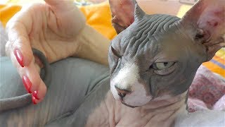 ASMR grooming cat (sphynx) #8