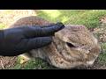 I petted the chubby bunny's head, and it melted.