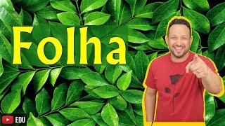 Folha - Conceito, Funções e Partes - Morfologia vegetal