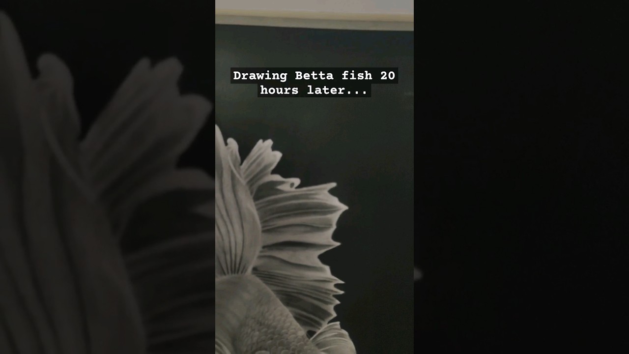 drawing betta fish 