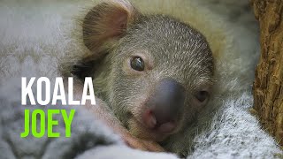 Austrian Tennis Star Dominic Thiem Has Become The Godfather of a Baby Koala at Zoo Vienna screenshot 4